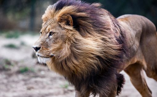 Видео: неожиданный поступок льва напугал туристов