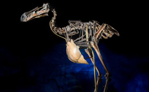 Впервые за 100 лет на аукцион выставлен скелет додо