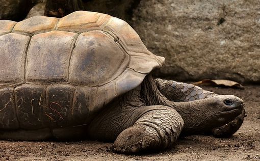 В Эквадоре украдены сотни черепах