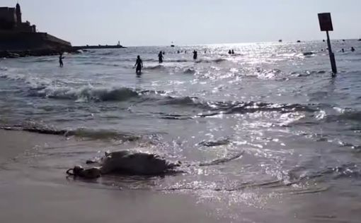 На побережье Тель-Авива обнаружили тушу мертвого теленка