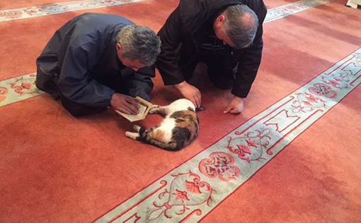 Турецкий имам устроил из мечети приют для кошек