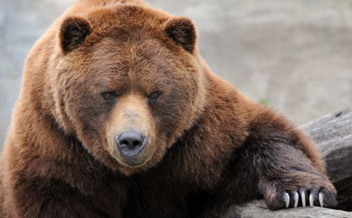 Польша: Мужчина побил бурого медведя в зоопарке