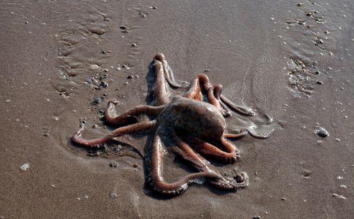 Нашествие осьминогов на пляже в Уэльсе (видео)