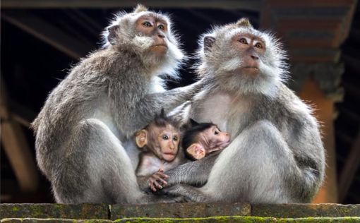 Китайские ученные первыми клонировали обезьян