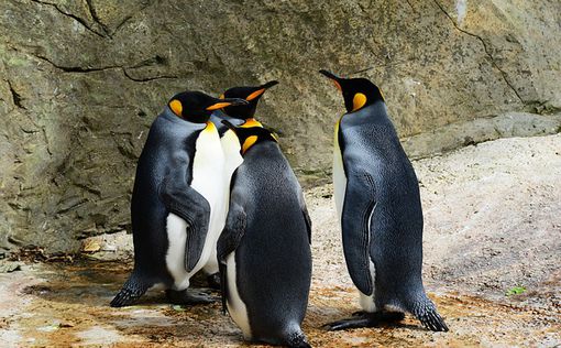 Однополая пара пингвинов ждет птенца в зоопарке Берлина
