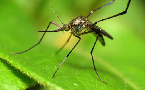 Новый удар по Техасу: комары