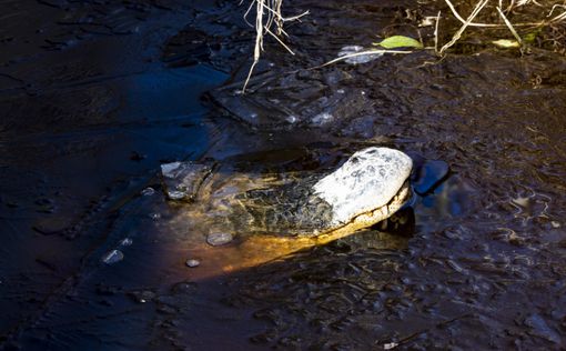Аллигаторы вмерзли в лед в болотах Северной Каролины