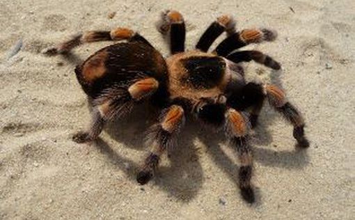 Найдены новые виды тарантулов