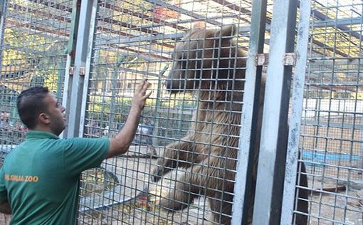 В зоопарке Калькильи медведь оторвал руку 9-летнему ученику