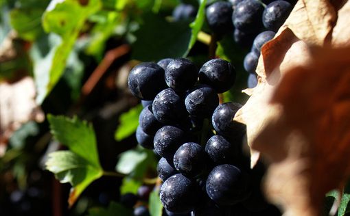 Ученые: мигрень может вызвать...виноград