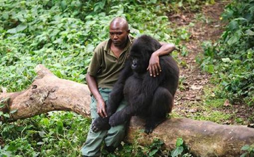 Две гориллы в Конго оказались любительницами селфи