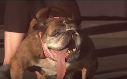 США: хозяин "самой уродливой собаки" получил $1,500