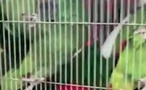 Арабы украли 65 попугаев из Мигдаль-ха-Эмек