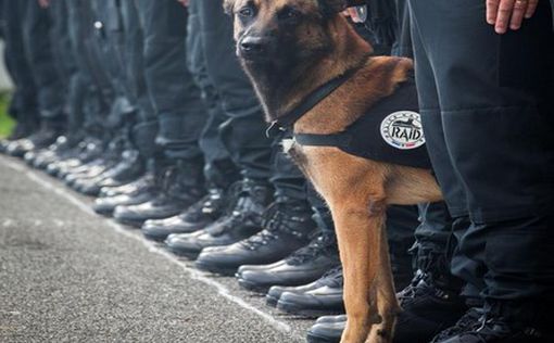 Бой в Париже закончен: смертница взорвала полицейскую собаку