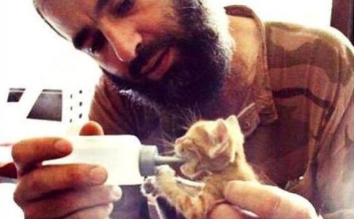 Боевики ISIS запретили кошкам размножаться