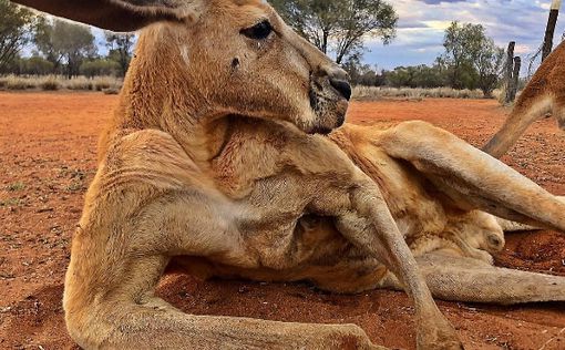 В Австралии умер кенгуру Роджер, ставший звездой соцсетей