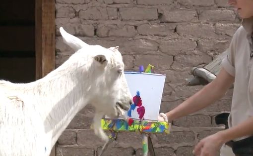 В США завелась рисующая коза