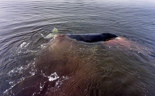 Гигантский кит застрял в устье реки в Хабаровском крае