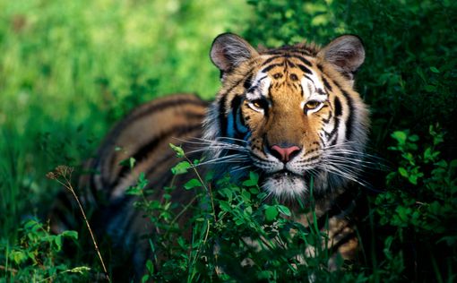 В Индии застрелили тигрицу-людоеда