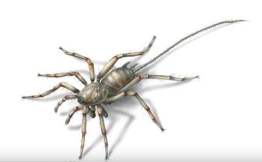 Ученые обнаружили хвостатых пауков возрастом в 100 млн. лет