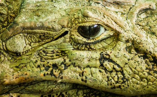 Австралия: Крокодилы перестали бояться человека