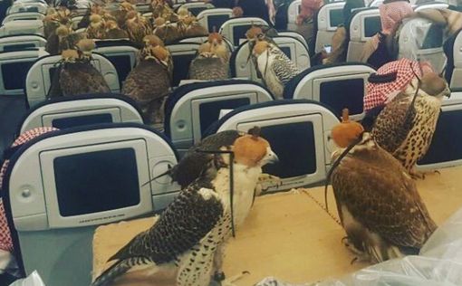 Саудовского принца сопровождали 80 соколов на борту самолета