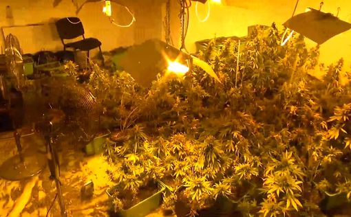 В Холоне в квартире обнаружено 91 кг марихуаны