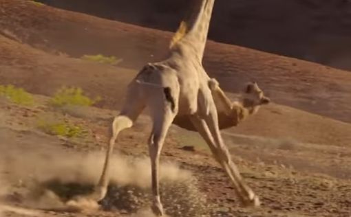 Жираф спасся от львицы, надавав ей тумаков. Видео