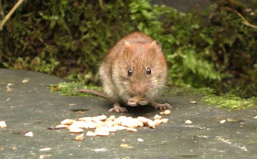 Впервые в истории: у двух самок мышей появилось потомство