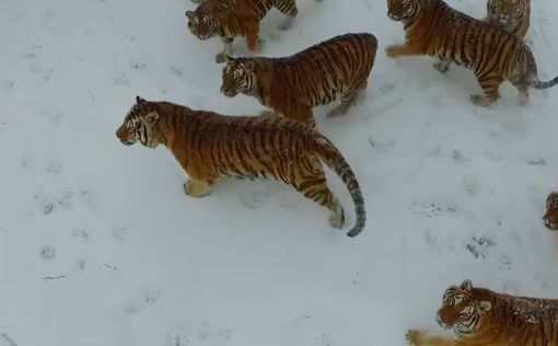 Упитанные амурские тигры сбили и съели беспилотник
