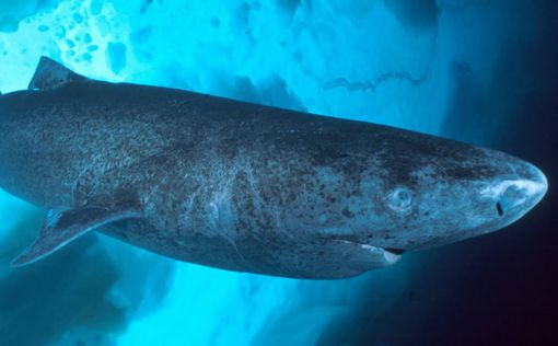 Гренландские акулы живут сотнями лет