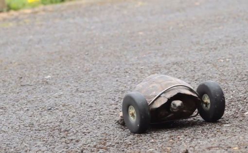 Черепахе-инвалиду вмонтировали колеса вместо лап