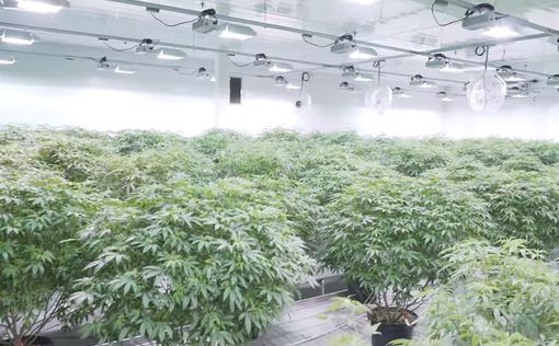 Доминирование канадских производителей марихуаны пугает США