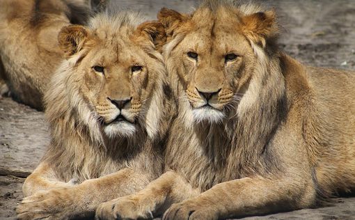 Германия: из зоопарка сбежали львы, тигры, ягуар и медведь