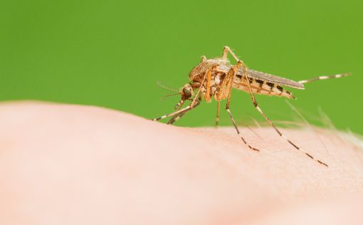 Комары принесли вирус Зика в Великобританию