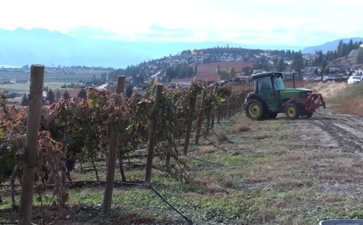 В округе Биньямин были поломаны сотни виноградных кустов
