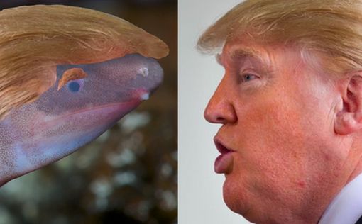 Dermophis donaldtrumpi - червяка назвали в честь Трампа