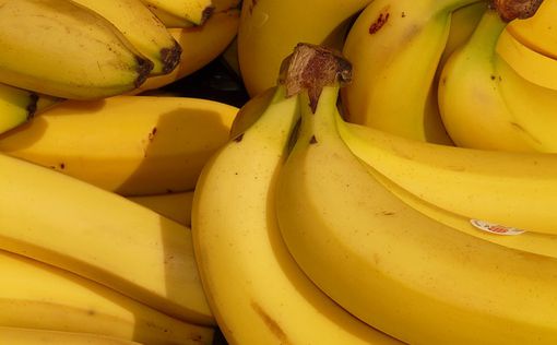 В Испании обнаружили 9 тонн кокаина среди бананов