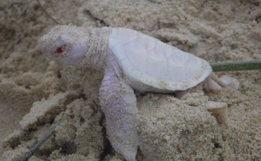 В Австралии родилась уникальная черепаха-альбинос