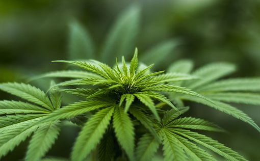Десятки килограммов марихуаны в квартире Ришон-ле-Циона