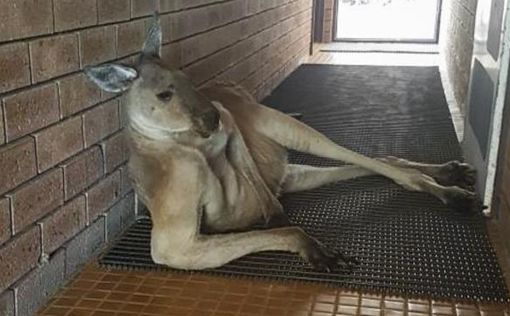 "Сексуальный кенгуру" не пустил туристку в туалет