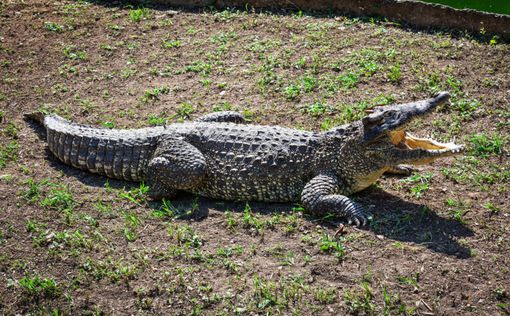 Мексиканский полицейский арестован за убийство крокодила