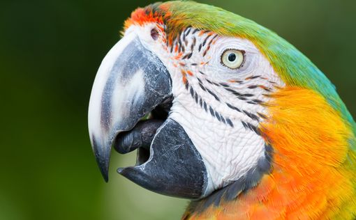 Американка попала в тюрьму за угрозы скормить соседа попугаю