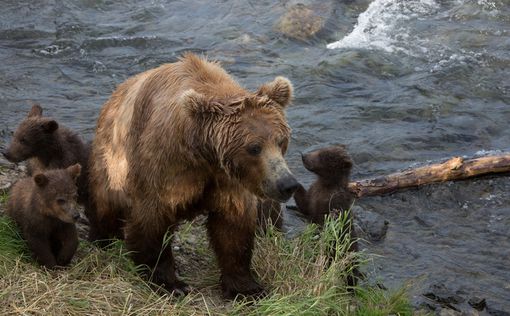 Россиянин хотел вывезти в Китай более 500 лап медведей. ФОТО