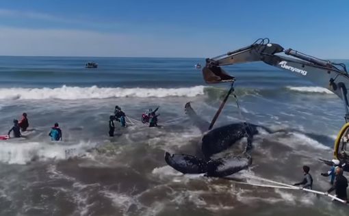 В Аргентине спасли оказавшегося на пляже горбатого кита