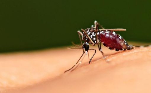Власти предупреждают об угрозе распространения малярии