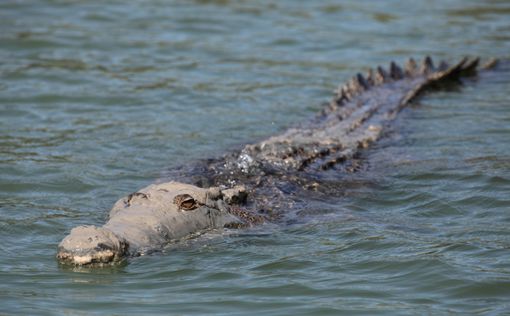 Крестьянка в Индии показала крокодилу "кузькину мать"