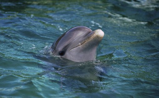 В США дельфин запрыгнул в лодку, сломав женщине ногу