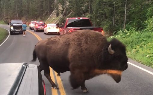 В США мужчина устроил корриду с бизоном посреди дороги