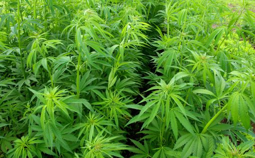 На базе ЦАХАЛа обнаружили плантацию марихуаны
